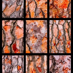 Pine Bark Montage - portrait